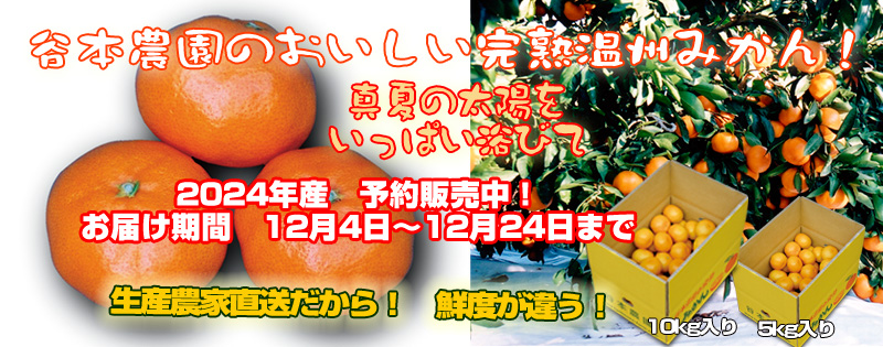 谷本農園の極上完熟温州みかん