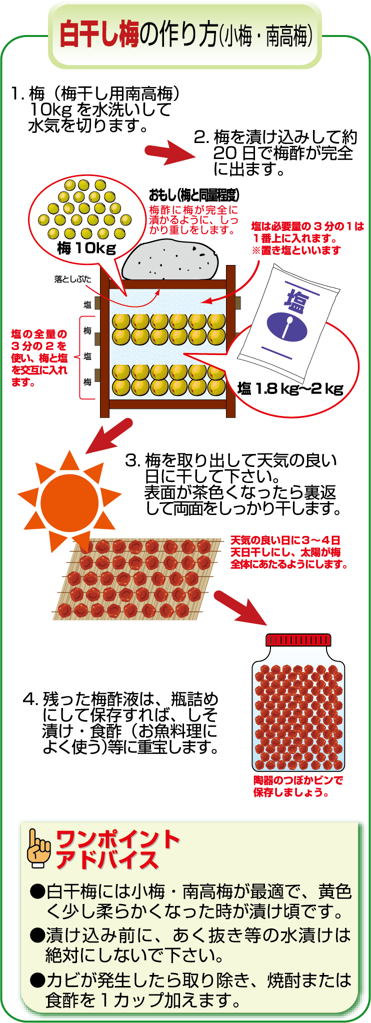 白干し梅の作り方