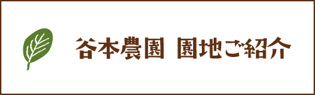 谷本農園　園地ご紹介