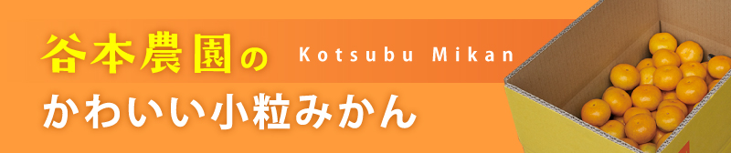 かわいい小粒みかん