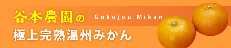 極上完熟温州みかん