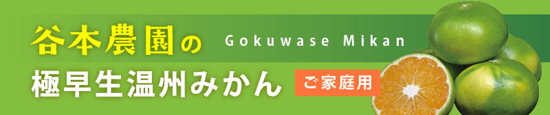 極早生温州みかん（ご家庭用）