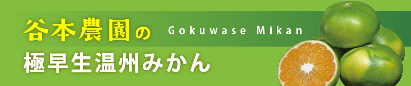 極早生温州みかん