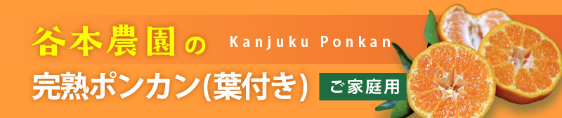 完熟ポンカン（葉付き）ご家庭用